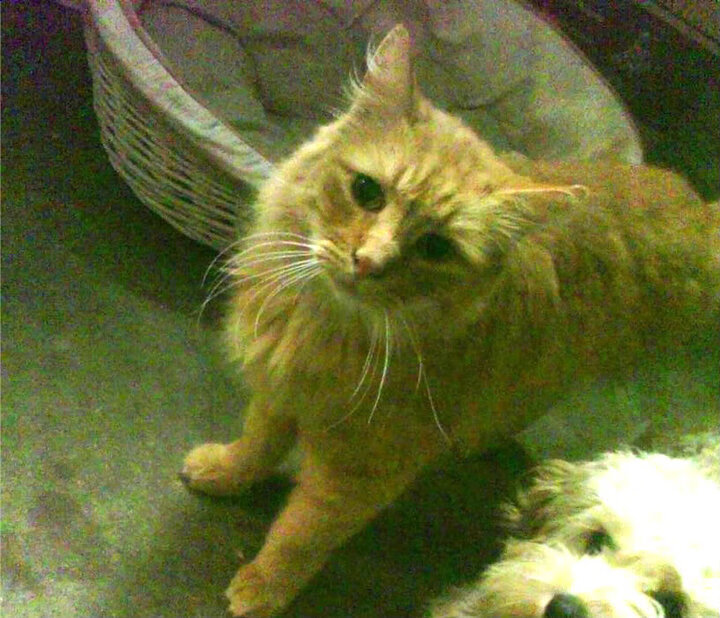 伊朗球员自带羊毛披肩登场，被赞“中东骑士”，伊朗国家队队服