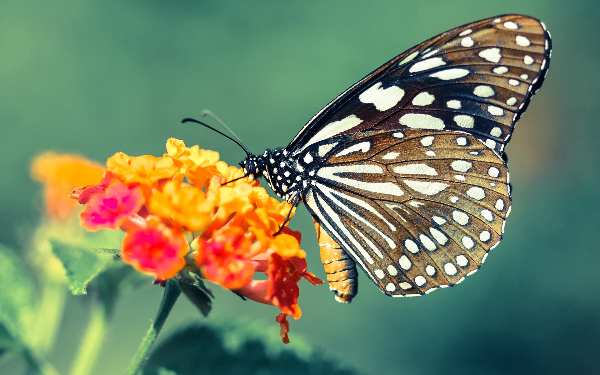 爱游戏官方主页-库里：从无名小卒到NBA历史三分王的逆袭人生，库里几次三分王